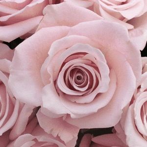 Meet your Posher, Tatum